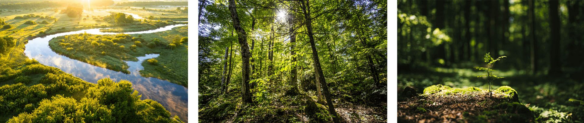 Flussaue - Baumansammlung - kleine Pflanze auf Waldboden