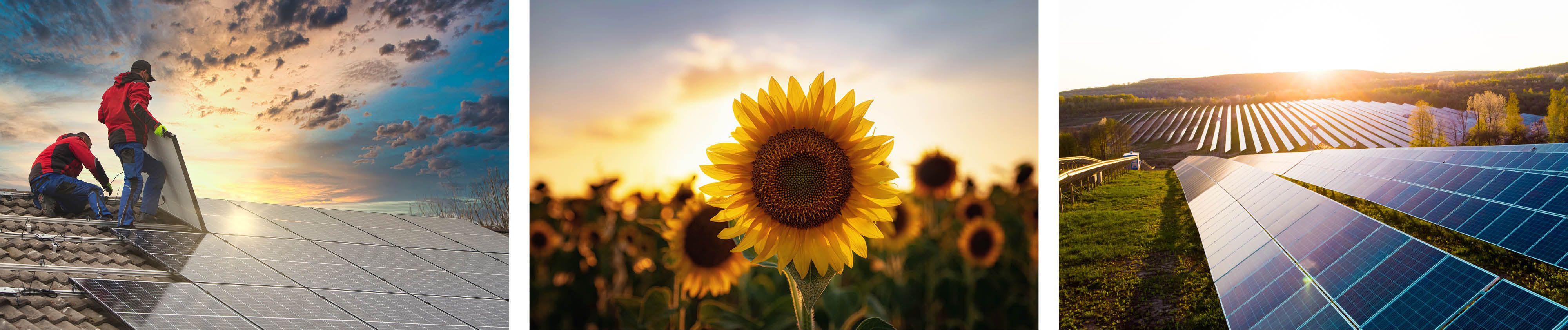 Montuere bauen Photovoltaikpanele auf ein Dach - Sonnenblumenfeld - Solarpanele auf einem Feld